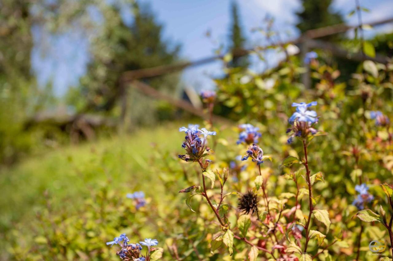 Terre Di Melazzano - Le Case Di Chiara Greve in Chianti Exterior foto